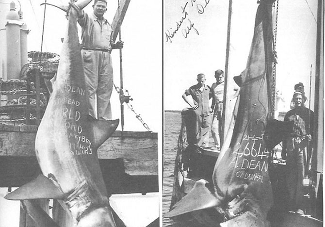 Самые большие когда-либо пойманные акулы Самые большие когда-либо пойманные акулы