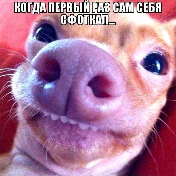 Порция картинок