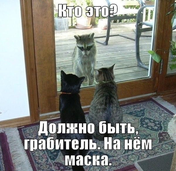 Порция картинок