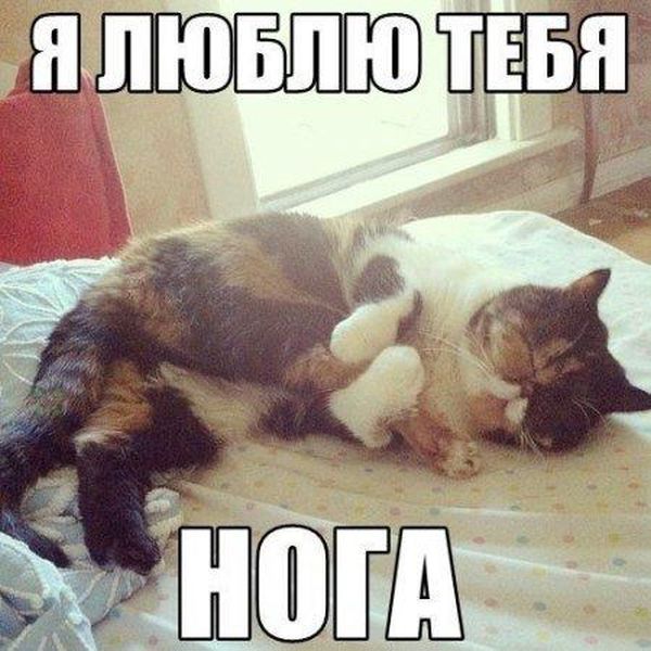 Порция картинок