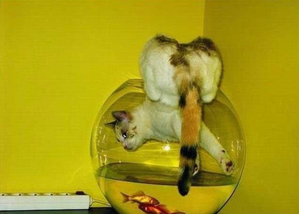 Много котиков и один Антонов (певец и композитор)