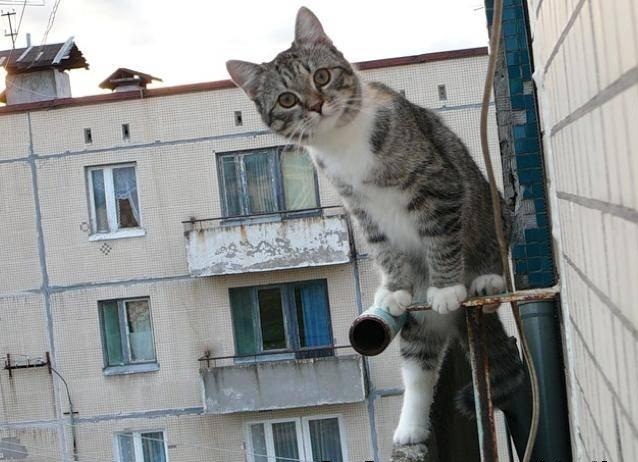 Много котиков и один Антонов (певец и композитор)