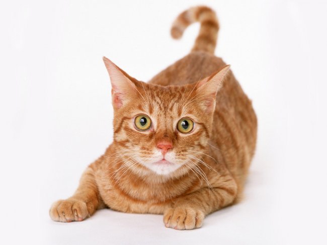 Много котиков и один Антонов (певец и композитор)