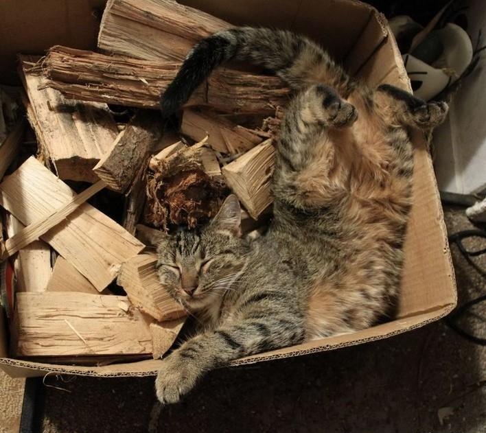 Много котиков и один Антонов (певец и композитор)