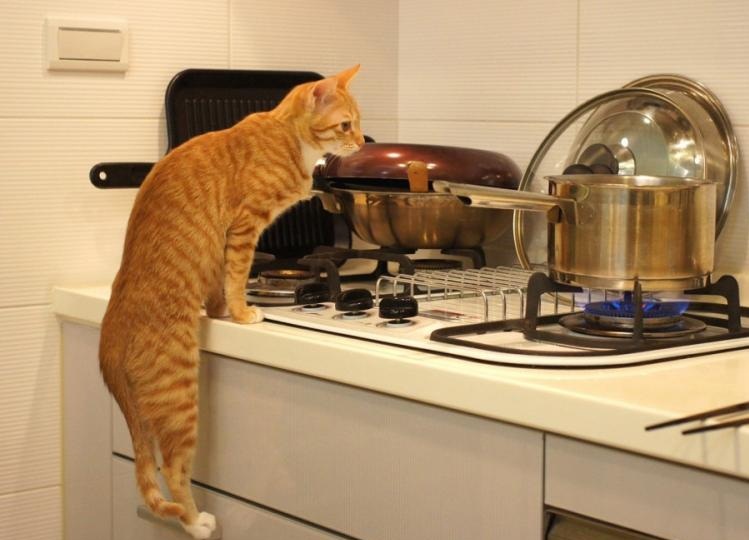 Много котиков и один Антонов (певец и композитор)