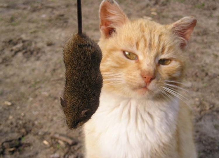Много котиков и один Антонов (певец и композитор)