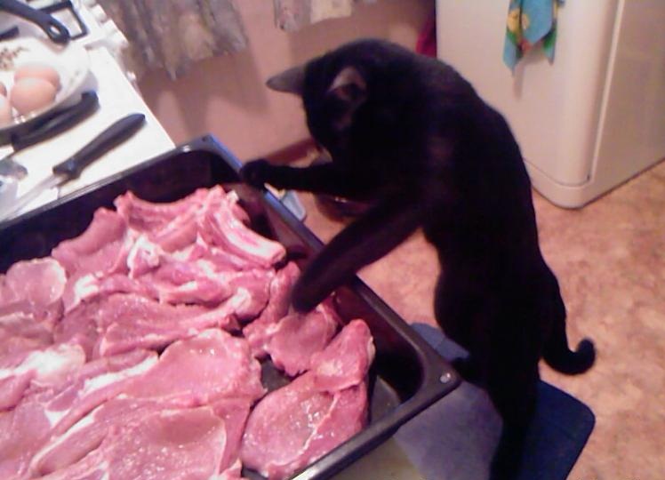 Много котиков и один Антонов (певец и композитор)