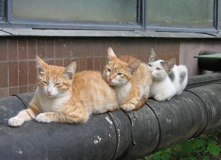 Много котиков и один Антонов (певец и композитор)