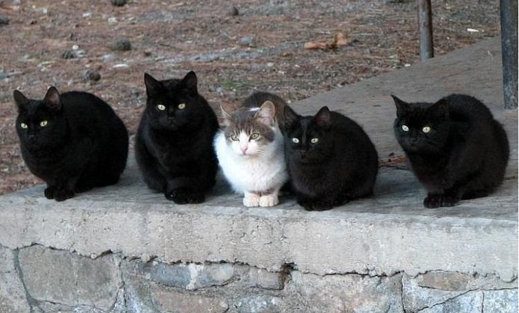 Много котиков и один Антонов (певец и композитор)