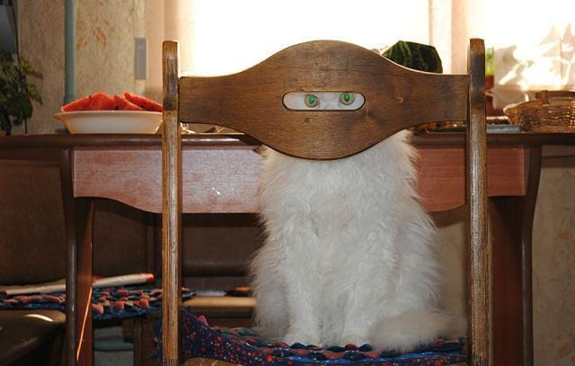 Много котиков и один Антонов (певец и композитор)
