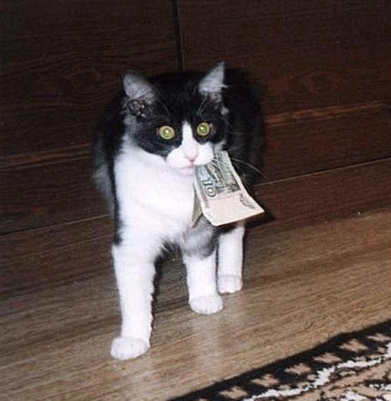 Много котиков и один Антонов (певец и композитор)