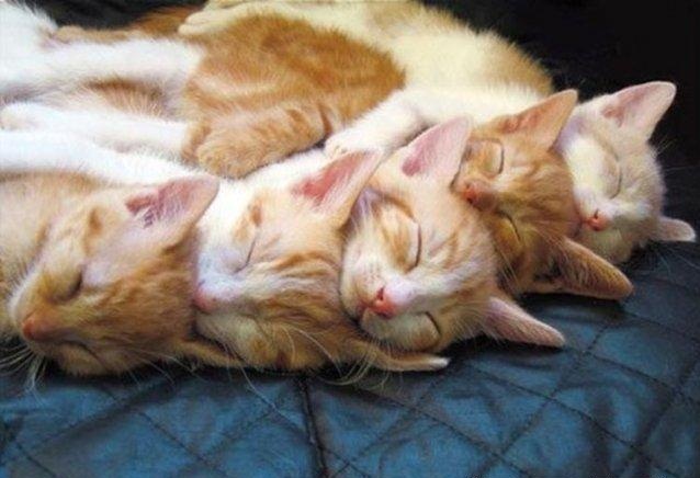 Много котиков и один Антонов (певец и композитор)
