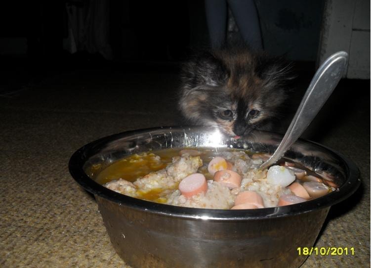 Много котиков и один Антонов (певец и композитор)