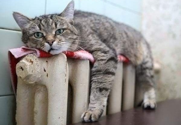 Много котиков и один Антонов (певец и композитор)