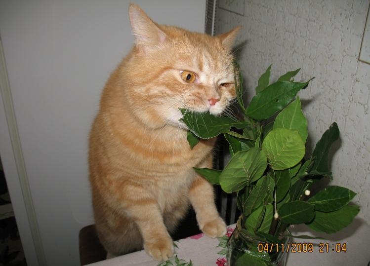 Много котиков и один Антонов (певец и композитор)