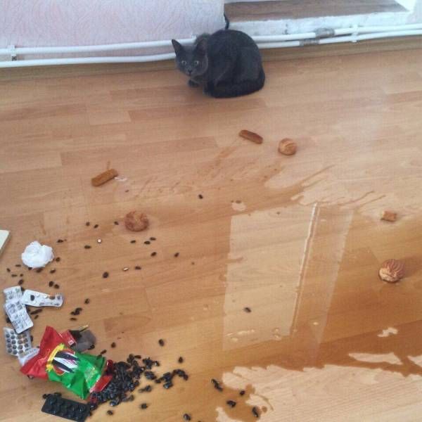 Прикольные картинки