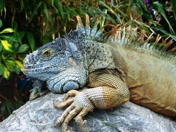 Неожиданные животные, которые служат человеку