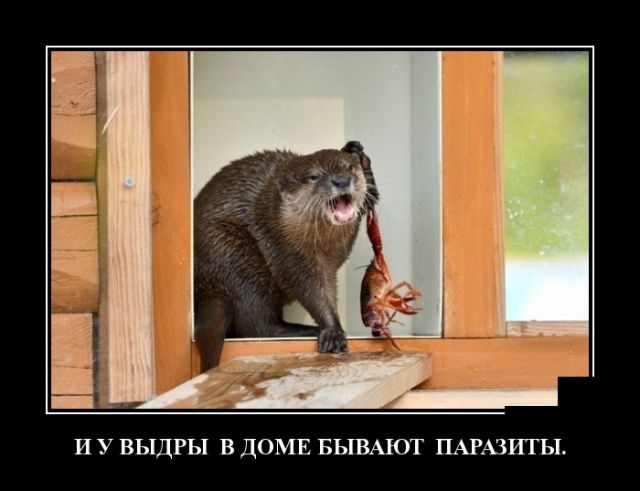 Демотиваторы