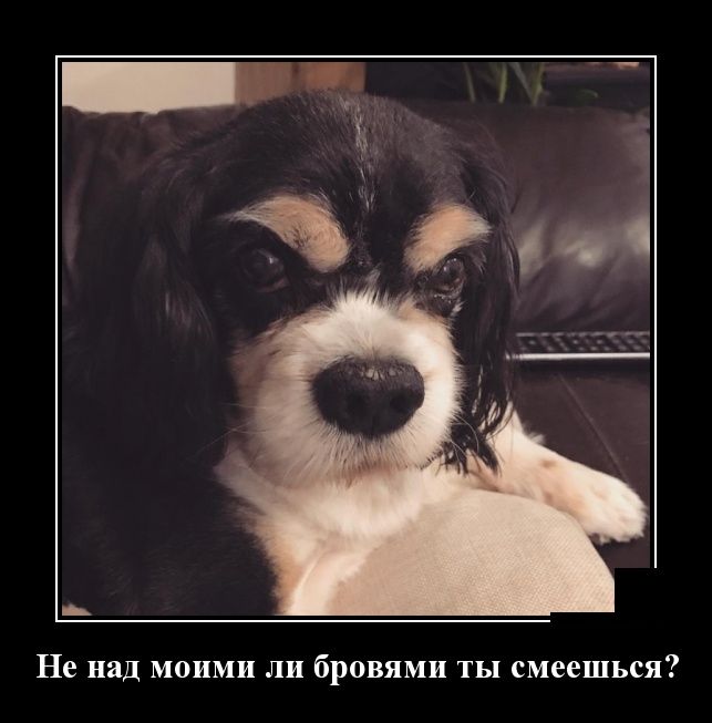 Демотиваторы