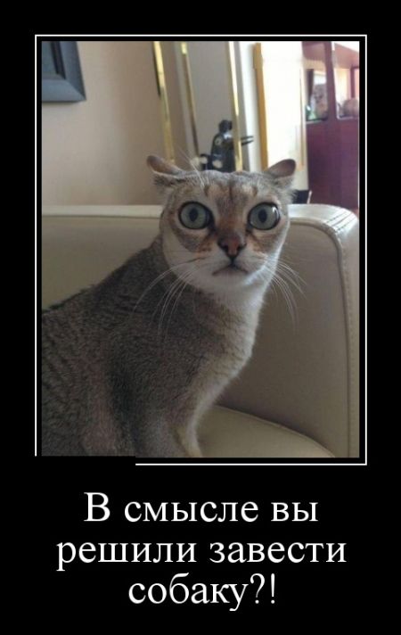Демотиваторы