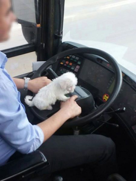 Порция картинок