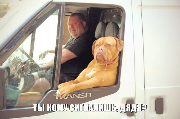 Прикольные картинки (86 фото)