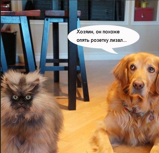 Прикольные картинки (86 фото)