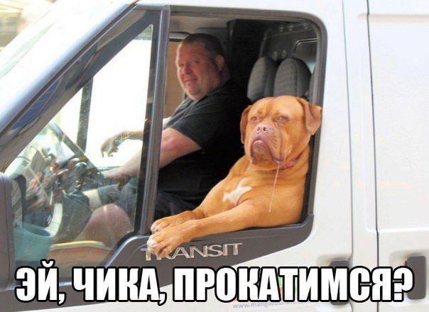 Прикольные картинки (86 фото)