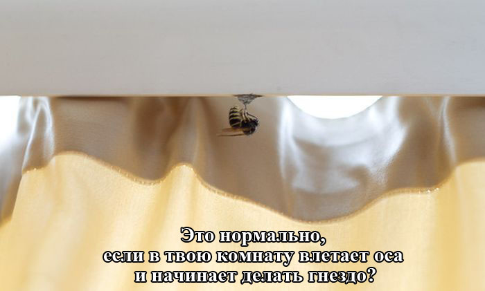 Порция картинок
