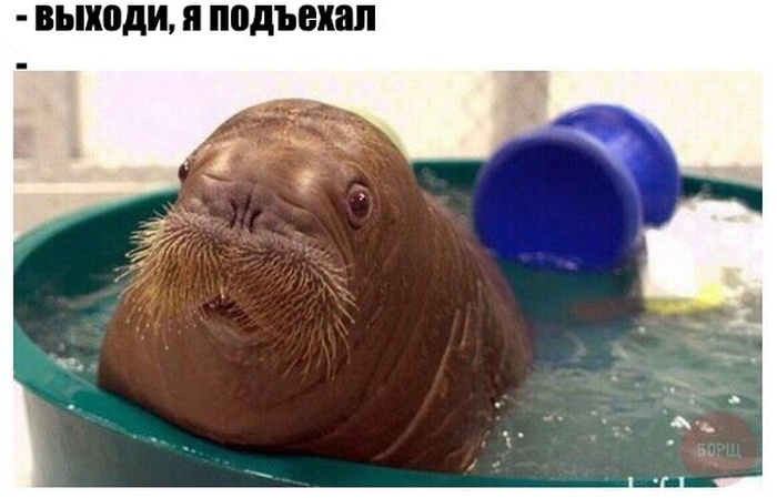 Картинки и приколы из социальных сетей