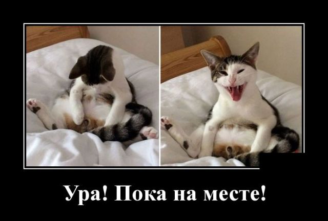 Демотиваторы