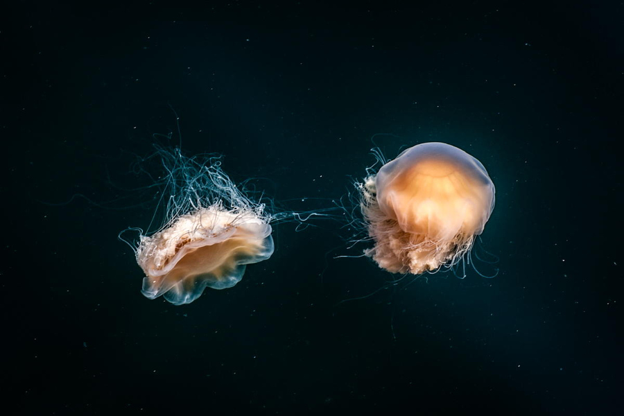 Почти космические фотографий медуз