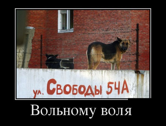 Демотиваторы
