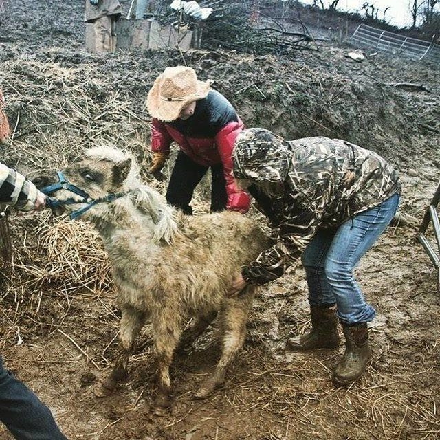 Спасение лошадей, живших в болоте за колючей проволокой Спасение лошадей, живших в болоте за колючей проволокой