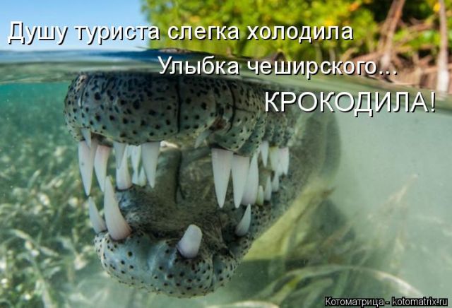 Лучшие котоматрицы недели