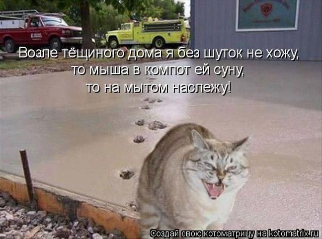 Лучшие котоматрицы недели