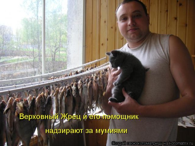 Лучшие котоматрицы недели