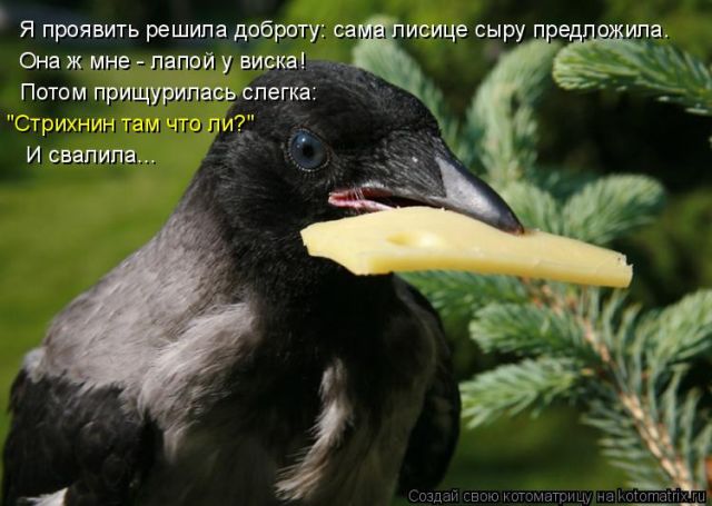 Лучшие котоматрицы недели