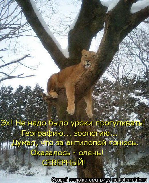 Лучшие котоматрицы недели