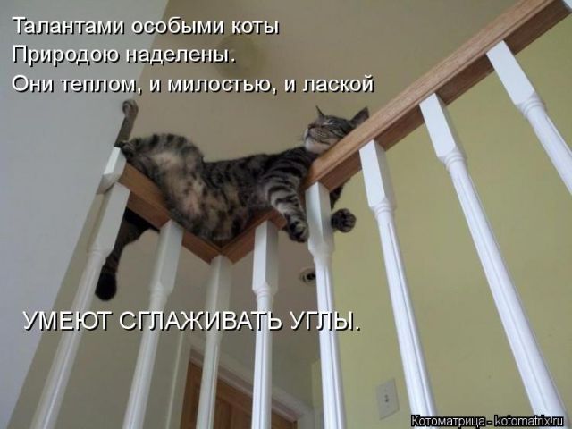 Лучшие котоматрицы недели