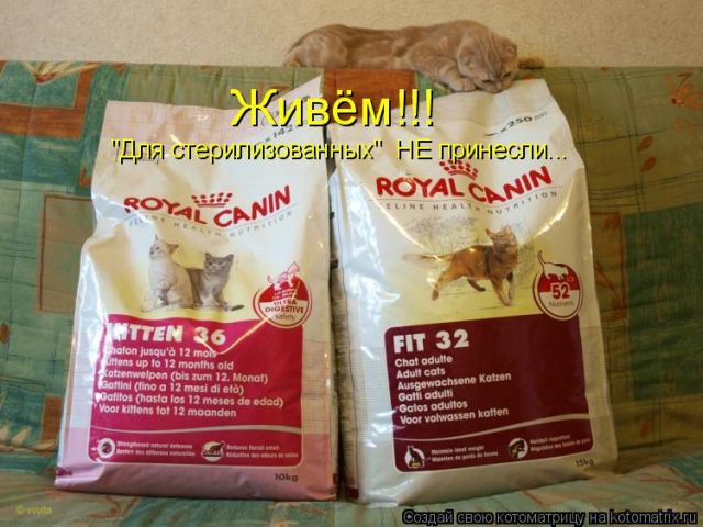 Лучшие котоматрицы недели