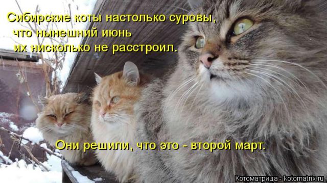 Лучшие котоматрицы недели