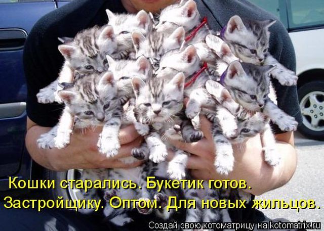 Лучшие котоматрицы недели