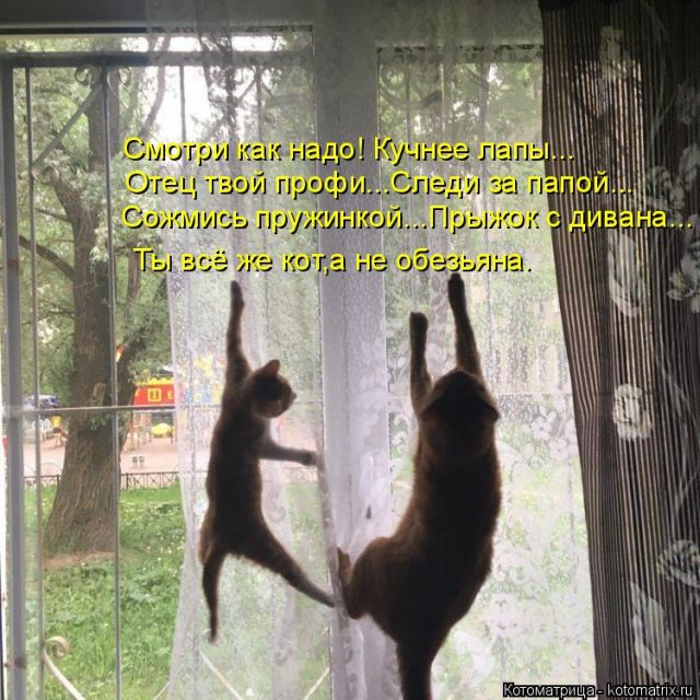 Лучшие котоматрицы недели