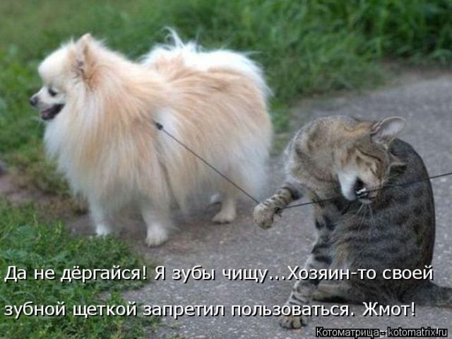 Лучшие котоматрицы недели