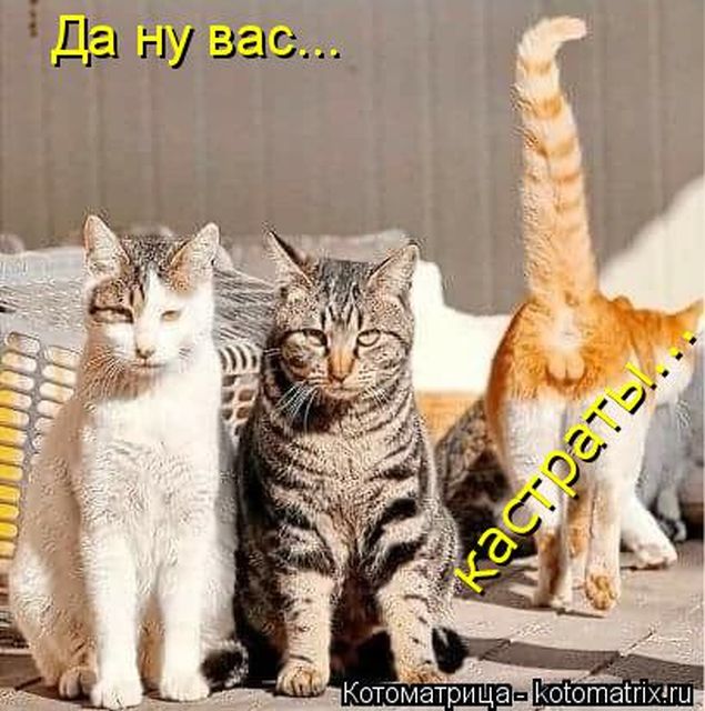 Лучшие котоматрицы недели