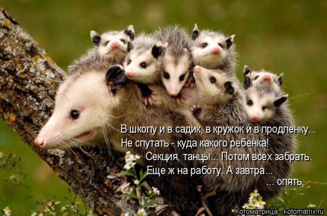 Лучшие котоматрицы недели