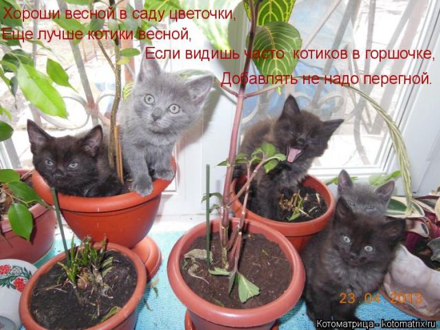 Лучшие котоматрицы недели