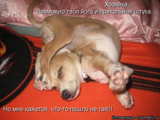 Лучшие котоматрицы недели