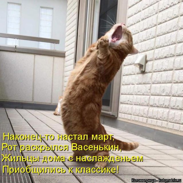 Лучшие котоматрицы недели